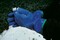 Showa Atlas 490 Triple Dipped PVC Cold Weather Gloves